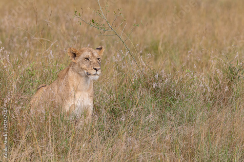 Lion watchful on the Masai Mara  Kenya  Africa with copy space