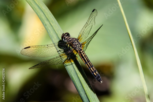 Dragonfly on blade of a plant