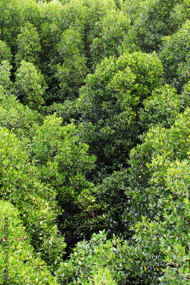 Aerial view of Mangrove forest park in Thailand, Green shrubs on a wide area