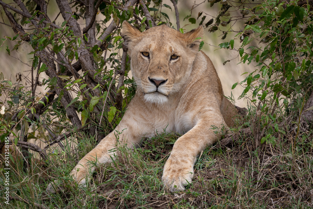 Lion isolated on safari in the Masai Mara, Kenya, Africa Lion isolated on safari in the Masai Mara, Kenya, Africa