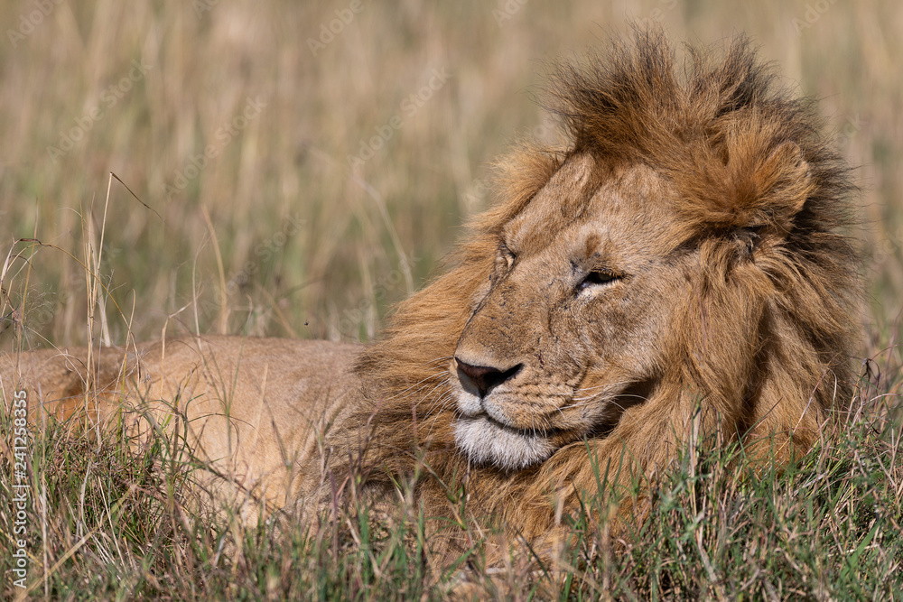 Male lion in the Masai Mara, Kenya Africa Male lion in the Masai Mara, Kenya Africa