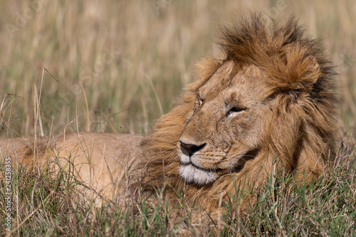 Male lion in the Masai Mara  Kenya Africa