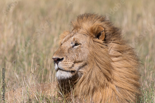 Male lion on the Masai Mara  Kenya  Africa