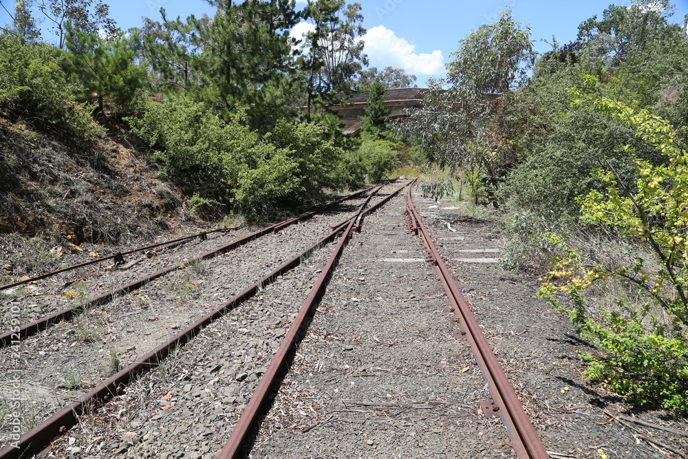 Fototapeta premium railway in the forest