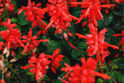 red flowers with small bee suckers and pollen to the field
