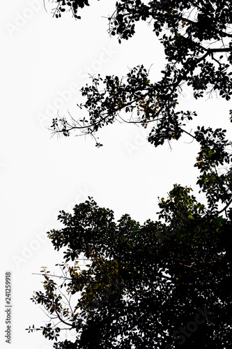 darktone of tree isolated on white background