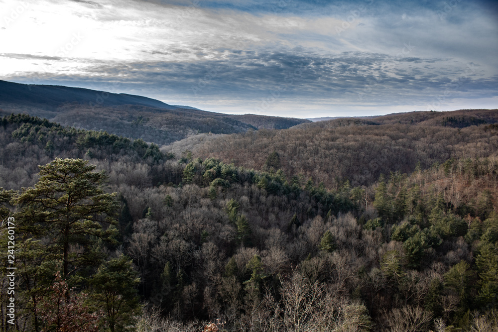 Fototapeta premium Maryland forest