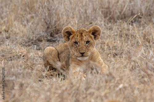 Lion cub in grasslands in Kenya, Africa