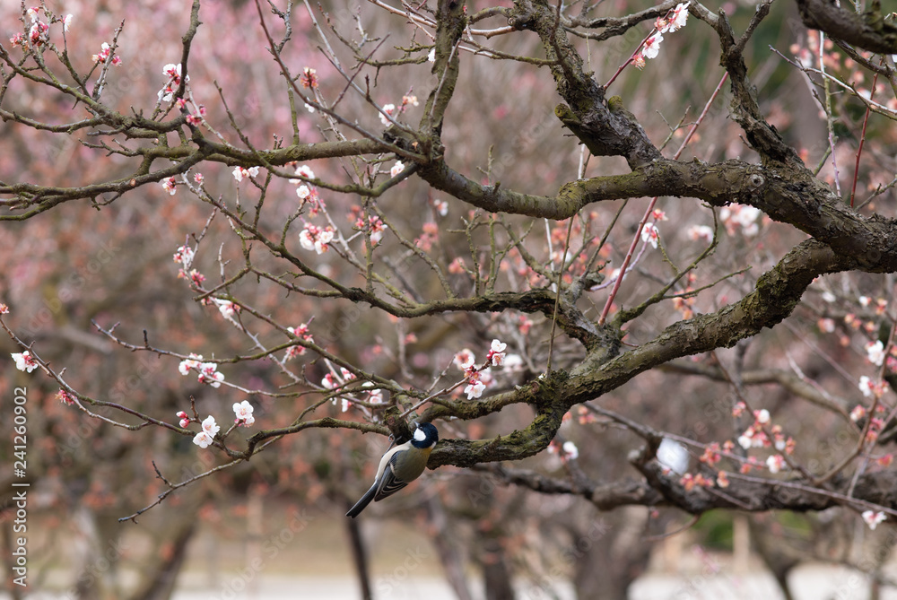 梅と鳥