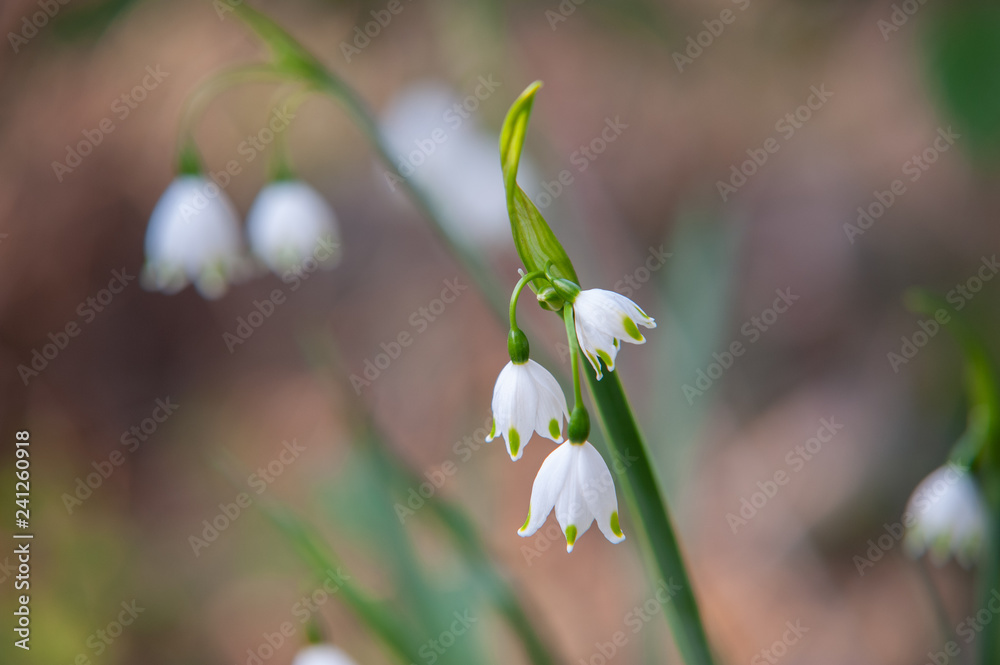 早春の花