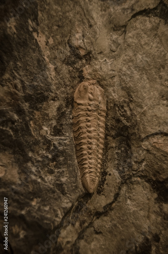 Picture of an extint trilobite © mardoz