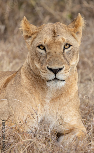 Lion portrait in Kenya Africa © Heather