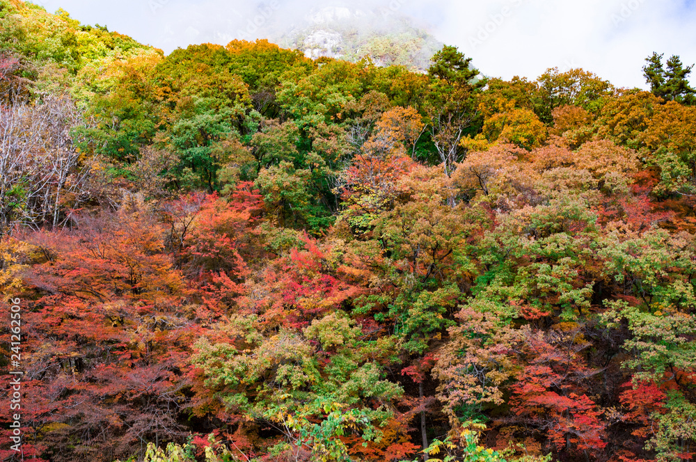 色とりどりに紅葉した木々が生い茂る山