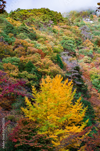 色とりどりに紅葉した木々が生い茂る山