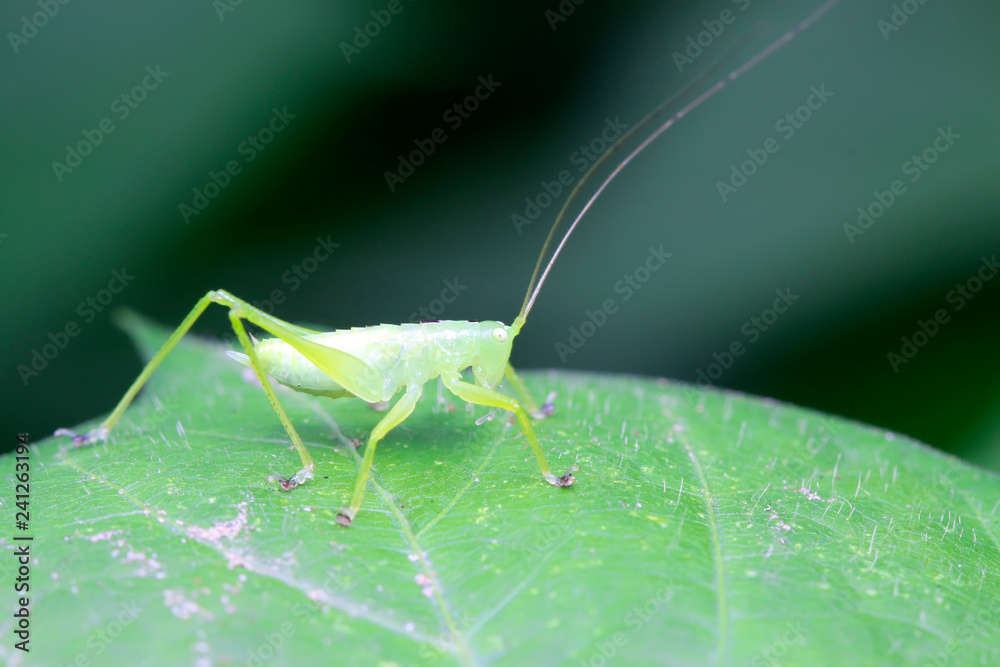 Fototapeta premium longhorned grasshoppers nymphs