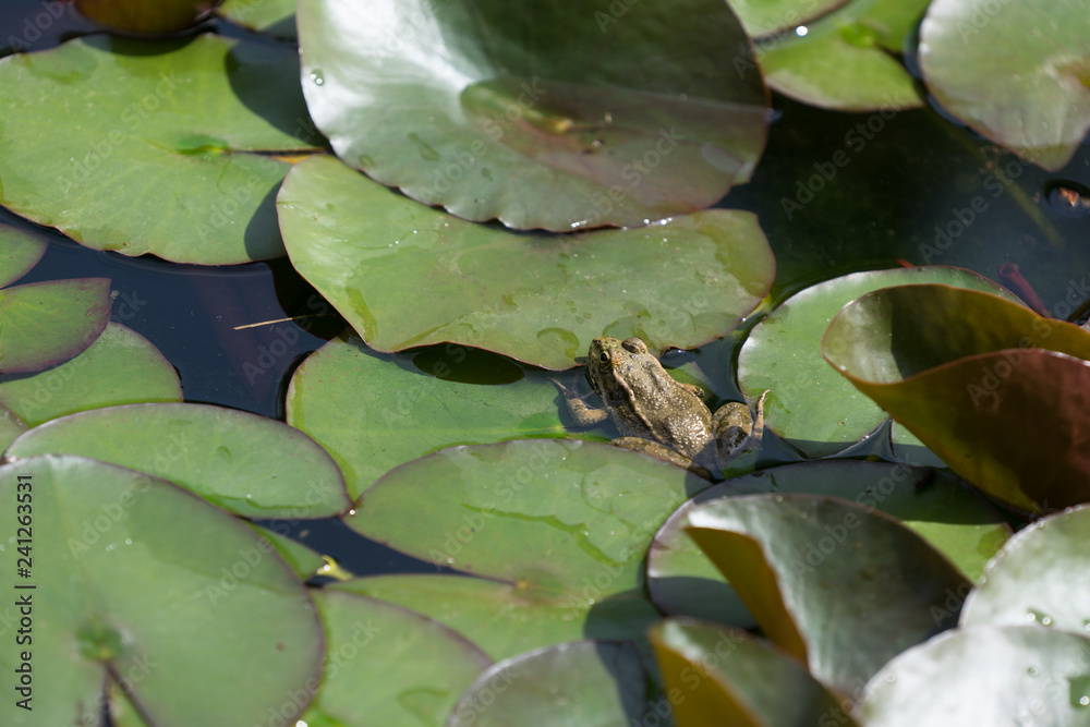Natural background with water Lily leaves and a little frog in the water. Natural background with water Lily leaves and a little frog in the water.