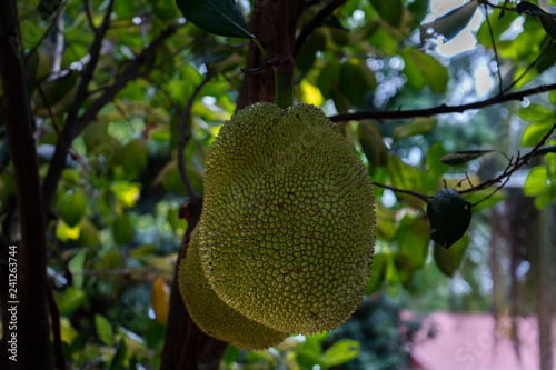 Tropical jackfruit on tree