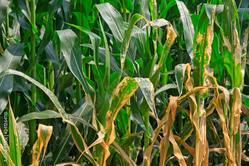 Have disease of maize leaves