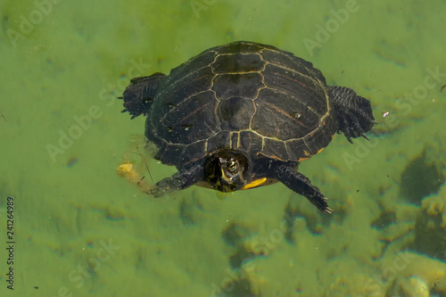 Wasser Schildkröten © Martin