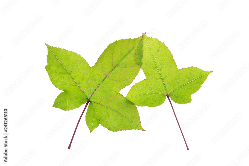 Fototapeta premium Maple leaf on white background
