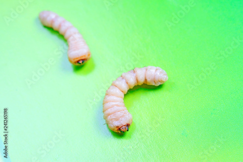 Monochamus alternatus larvae photo