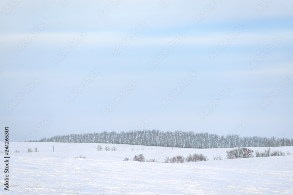 picturesque view of snow-covered forest on field at winter day picturesque view of snow-covered forest on field at winter day