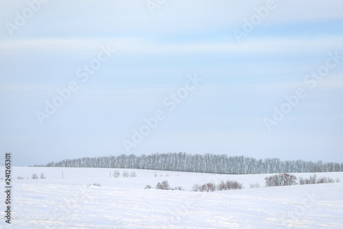 picturesque view of snow-covered forest on field at winter day  © photollurg