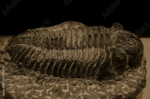 Picture of an extint trilobite