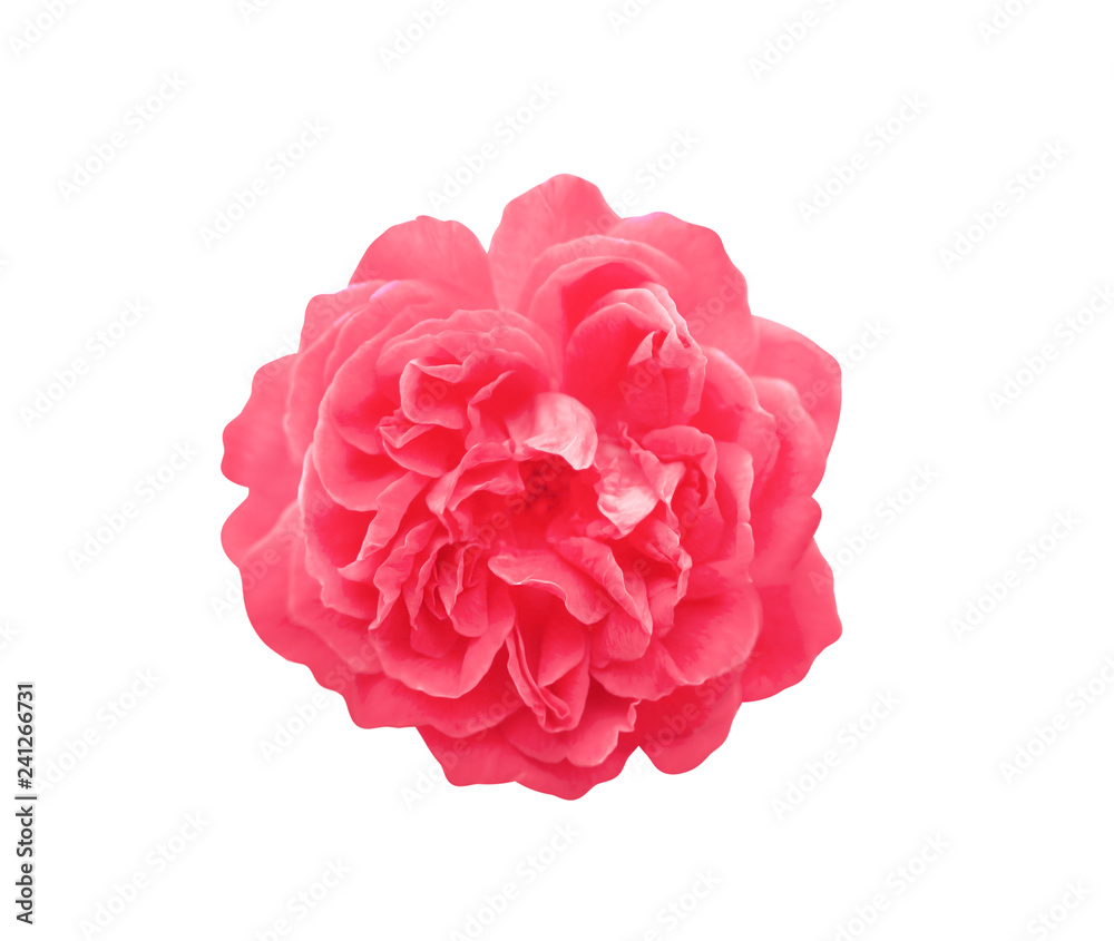 Top view colorful red rose flowers blooming isolated on white background with clipping path