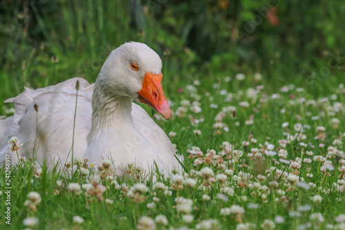 white goose resting in a blooming clover field with green grass in summer