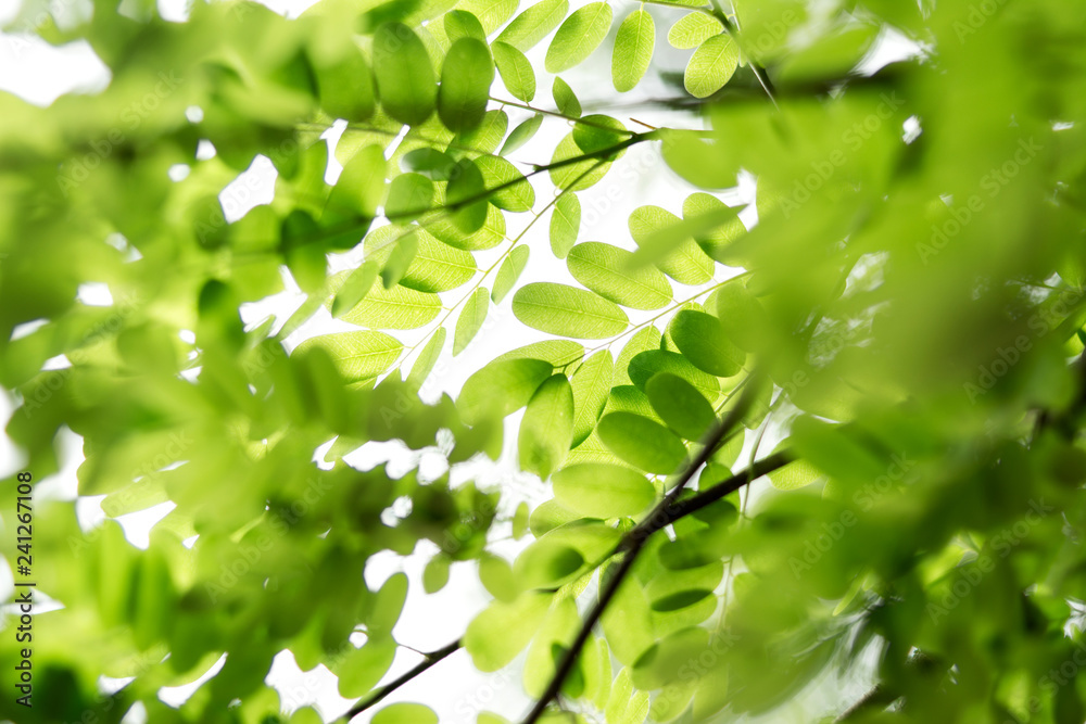 Dalbergia leaves / dreamy tender leaves background material Dalbergia leaves / dreamy tender leaves background material