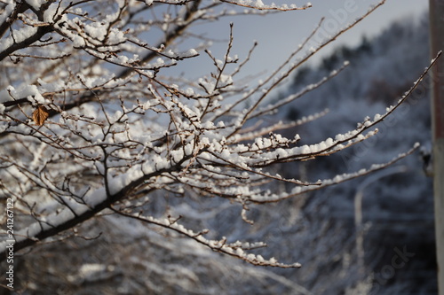 冬の朝の木の枝に積もった雪