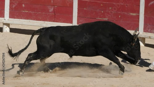 French-style bloodless bullfighting called course camarguaise in Saintes-Maries de la Mer, Camargue, France photo