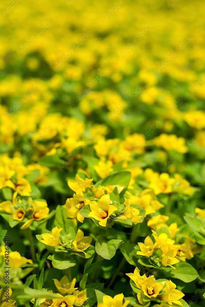 Passing yellow / primrose yellow flowers / summer dream flower sea material background Passing yellow / primrose yellow flowers / summer dream flower sea material background