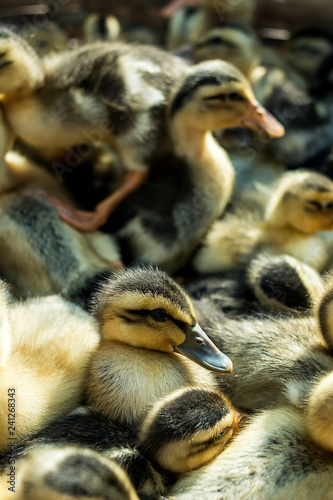 Newborn duckling © WR.LILI