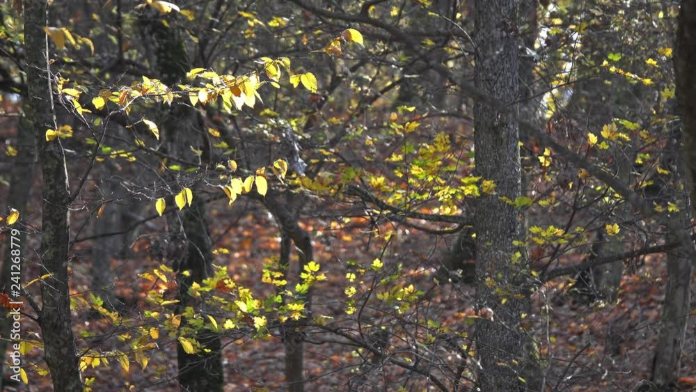 Landscape with falling yellow leaves in autumn forest, 4k Landscape with falling yellow leaves in autumn forest, 4k
