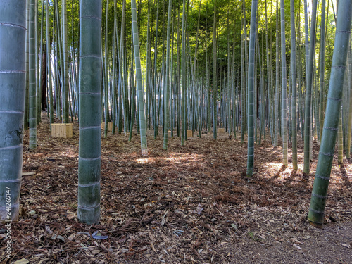 bamboo forest