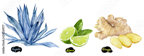 Ginger, lime and agave set watercolor hand drawn illustration.