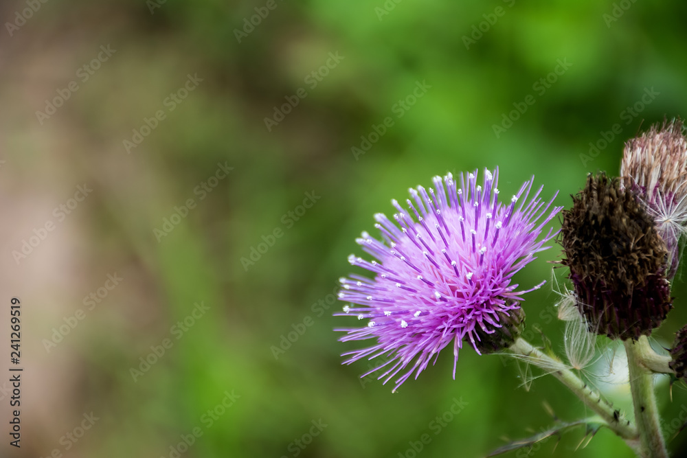 Large flower and seed / purple flower