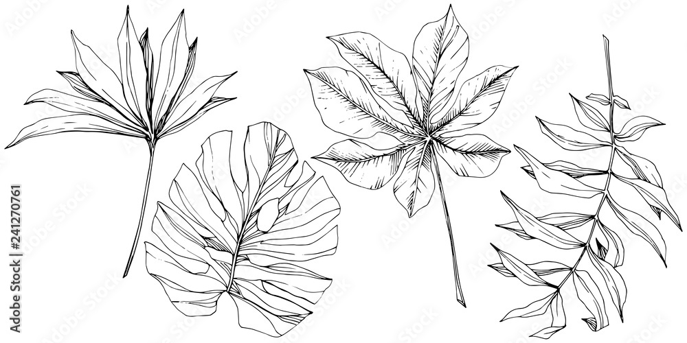 Vector Exotic tropical hawaiian summer. Black and white engraved ink art. Isolated leaf illustration element. - obrazy, fototapety, plakaty 