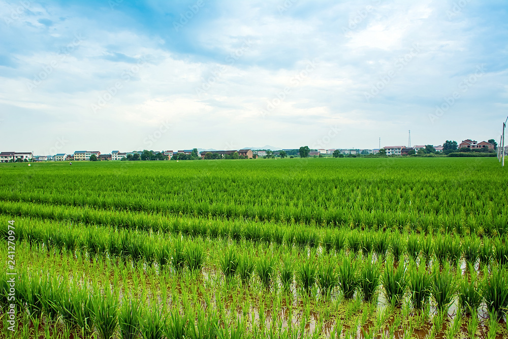 Chinese rural paddy field / agricultural planting background