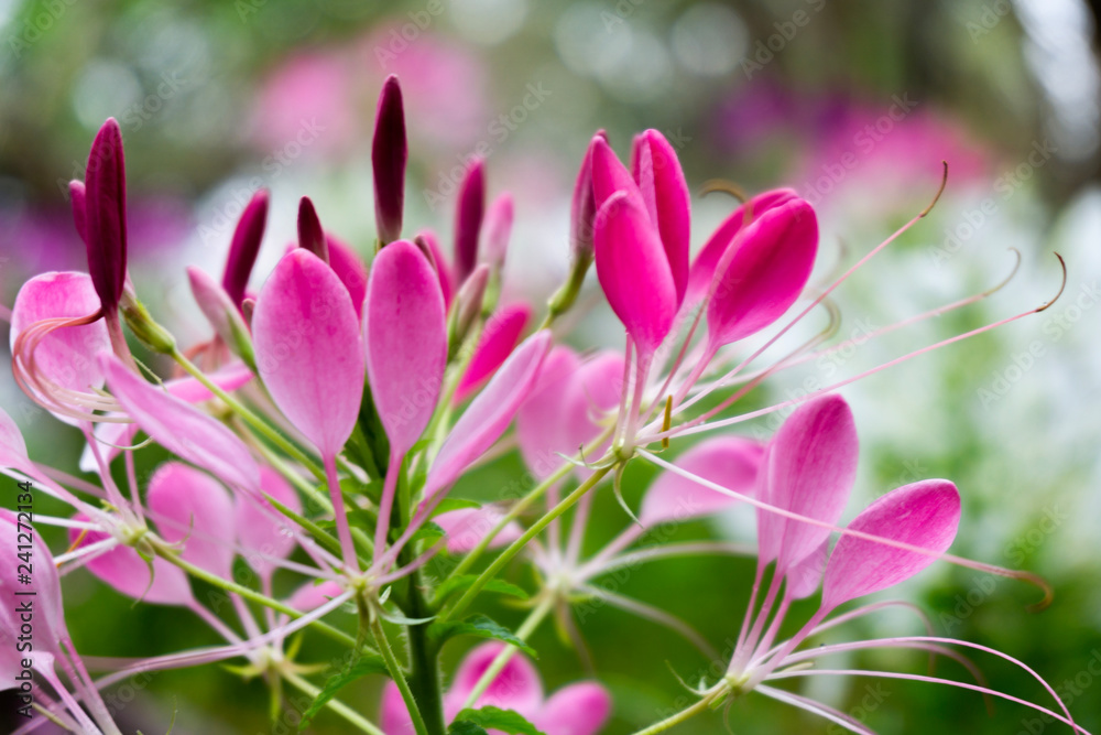 Fototapeta premium power of the pink