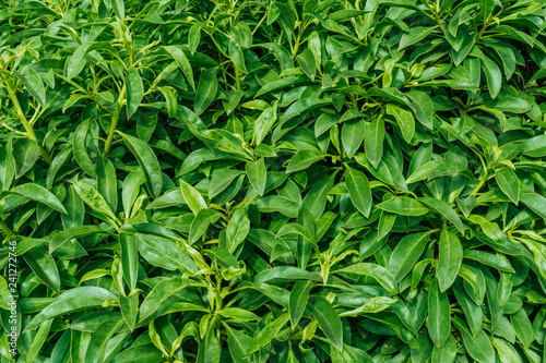 Lush green leaves background texture