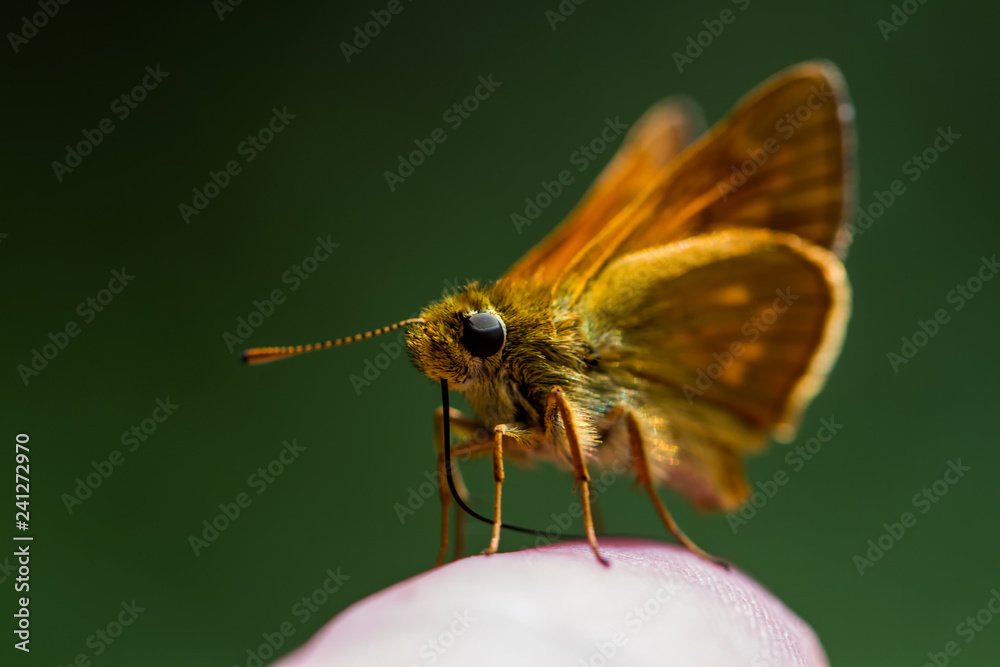 Obraz premium Rostfarbener Dickkopffalter