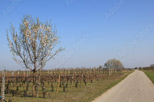 Neusiedler see