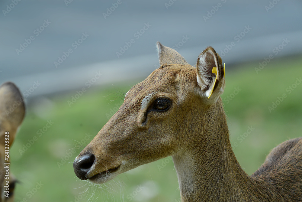 Rehbock in thailändischem Zoo, Deer Rehbock in thailändischem Zoo, Deer