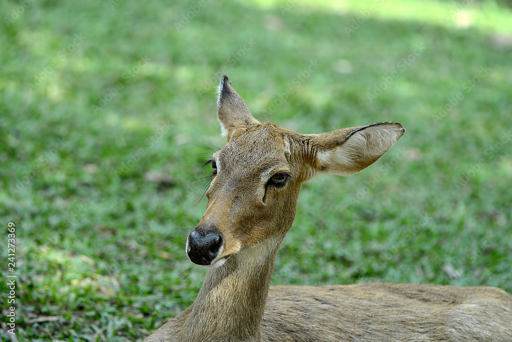 Rehbock in thailändischem Zoo, Deer Rehbock in thailändischem Zoo, Deer