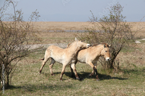 Neusiedlersee Przewalski Pferde