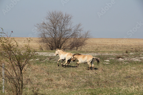 Neusiedlersee Przewalski Pferde