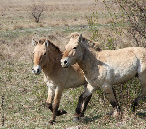 Neusiedlersee Przewalski Pferde